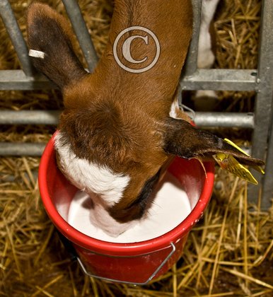 Feed Time 3 DM0283